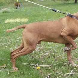 Vizslas from Wata Vizsla