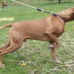 Vizslas from Wata Vizsla