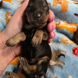 Black and Cream - Black and cream male Dachshund puppy in West Plains, Missouri from Spring Creek Dachshunds