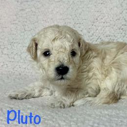 Pluto - Cream male Poodle puppy in Cartersville, Georgia from Little Legacy Puppies