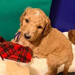 Clarissa - Purple girl - Apricot female Goldendoodle puppy in Puyallup, Washington from Dawnie’s Doodles