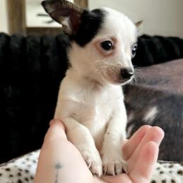 Oakey - Black and white male Chihuahua puppy in Alvord, Texas from Gift of Gods Favor