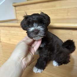 Rossa - Liver female Miniature Schnauzer puppy in Tacoma, Washington from MSR Mini Schnauzers