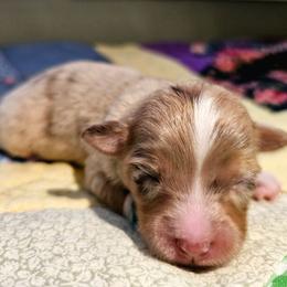 Victory - Red merle female Miniature Australian Shepherd puppy in Dunnellon, Florida from Ever After Mini Aussies