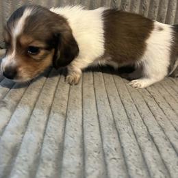 Shaded Red with points Piebald girl 4000 - Piebald female Dachshund puppy in Fenton, Michigan from Always Darling Dachshunds
