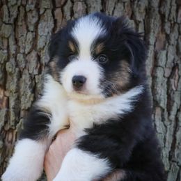 Boy 2 - Miniature American Shepherd puppy in Valparaiso, Indiana from Cashecho Kennel