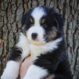 Boy 2 - Miniature American Shepherd puppy in Valparaiso, Indiana from Cashecho Kennel