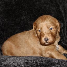 Gemma - Red  female Goldendoodle puppy in Yukon, Oklahoma from Silver Barn Doodles