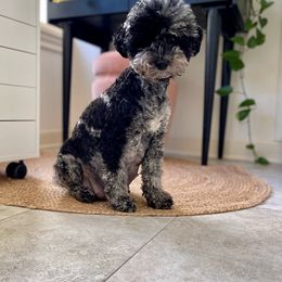 Delilah - Sheepadoodle