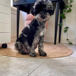 Delilah - Sheepadoodle