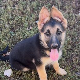 Depa - Black and tan female German Shepherd puppy in Yuba City, California from Barton’s German Shepherds