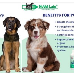 Border Collie Puppies from Lake Ridge Border Collies