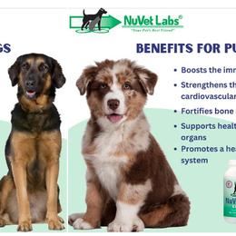 Border Collie Puppies from Lake Ridge Border Collies