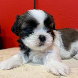 Mochi - Black and tan female Shih Tzu puppy in Downey, California from Cali shih tzu