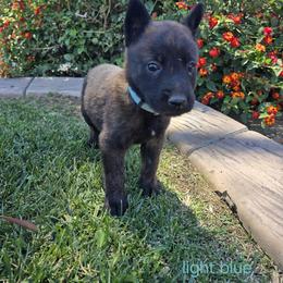 Dutch Shepherd Puppies from C’los Belgian/dutch shepherds