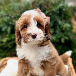White - Caramel female Australian Labradoodle puppy in Auburn, Washington from West Valley Labradoodles