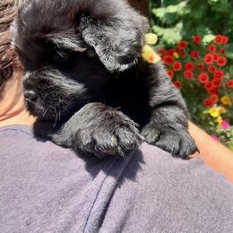 Newfoundland Puppies from Black Lions Newfoundlands