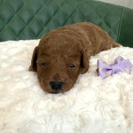 Kelly-Purple Bow - Red  female Poodle puppy in Central, Arizona from Desert Valley Doodles