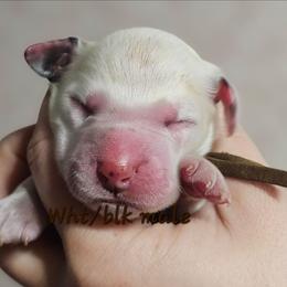 Brown - White and black male Dalmatian puppy in Conrath, Wisconsin from JSF Dalmatians LLC