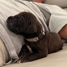 Shaggy - Black male Great Dane puppy in Plano, Texas from Blue Thunder Danes