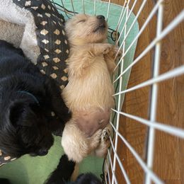 Dark Blue collar - Wheaten male Scottish Terrier puppy in Brule, Nebraska from Scottyland Yard