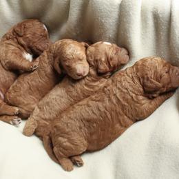 Goldendoodle puppies from Shelley Torres