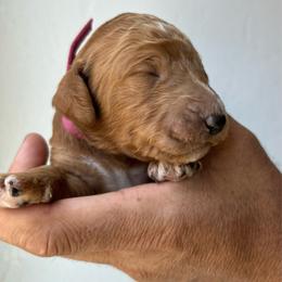 Girl 4 (dark pink collar) - Apricot female Goldendoodle puppy in San Diego, California from Southside Doodles