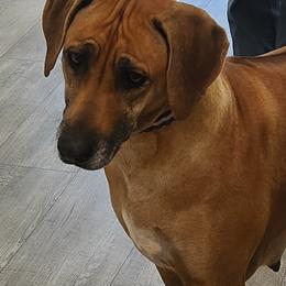Daphne - Rhodesian Ridgeback