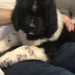 Newfoundland Puppies from Bookcliff Newfies
