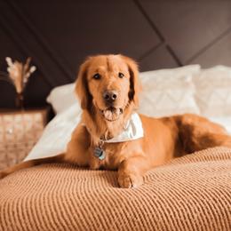 Molly - Golden Retriever