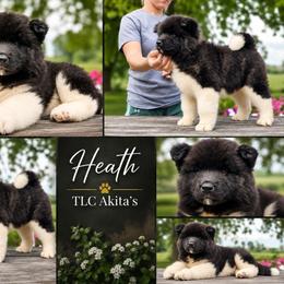 Heath - Black brindle male Akita puppy in Chillicothe, Missouri from TLC Akitas