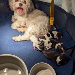 Havanese Puppies from Havanese Puppies of Austin Texas