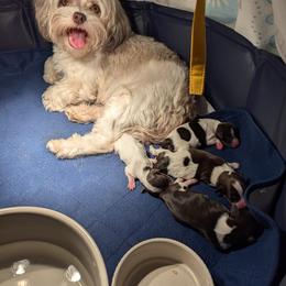 Havanese Puppies from Havanese Puppies of Austin Texas