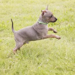 American Hairless Terrier and Anatolian Shepherd Dog Puppies from Wilsong AHT
