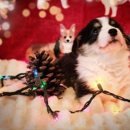 American Corgi and Pembroke Welsh Corgi Puppies from The Adirondack Corgi
