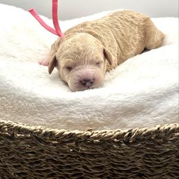 Marcia Brady - Apricot female Goldendoodle puppy in O'fallon, Missouri from Rockin R Doodles