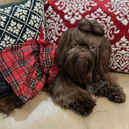Zelda - Shih Tzu