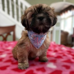 Girl 1 - Brindle and white female Shihpoo puppy in Whitehall 18052, Pennsylvania from Lilli’s Shih tzus and Shih poos