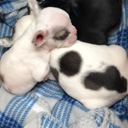French Bulldog and Rottweiler Puppies from Starkhaus Rottweilers