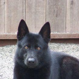 German Shepherds from Dukenheim Kennels