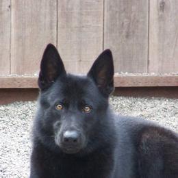 German Shepherds from Dukenheim Kennels