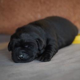 Ginger - Black female Labrador Retriever puppy in Ridgecrest, California from Black Mountain Service Dogs