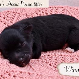 Winnie - Black and silver female Miniature Schnauzer puppy in Utica, Ohio from Crystal Rose Canines