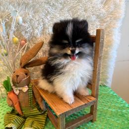 Willow - Pomeranian
