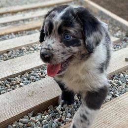 Australian Shepherd Puppies from Roosters Brand of Aussies