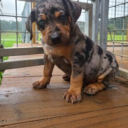 Catahoula Leopard Dog, Goldendoodle, Poodle, and Sheepadoodle Puppies from Prospect Catahoula Farms, LLC