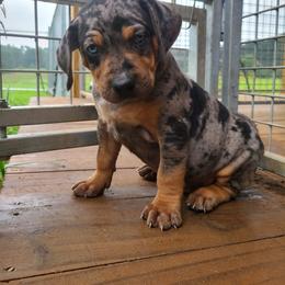 Catahoula Leopard Dog, Goldendoodle, Poodle, and Sheepadoodle Puppies from Prospect Catahoula Farms, LLC