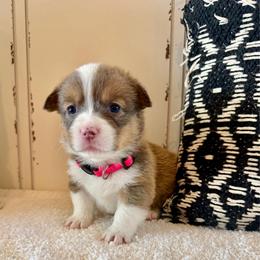 Liberty-Libby - Fawn female Pembroke Welsh Corgi puppy in Norman, Oklahoma from Charm Farm Corgis