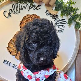 Gisele - Sable female Goldendoodle puppy in Trinity, North Carolina from Gallimore Doodles