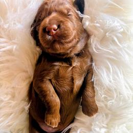 Esme - Red  female Goldendoodle puppy in Pine Grove, California from Lundee Doodles